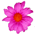 pink daisy