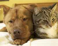 Dog and Cat